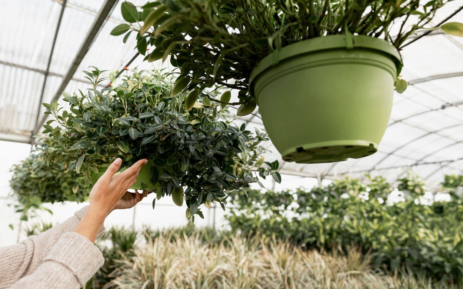 Welke plantenverpakking werkt het best voor jouw webshop?